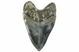 Fossil Megalodon Tooth - Collector Quality Indonesia Meg #238952-2
